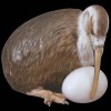 Птица киви с яйцом